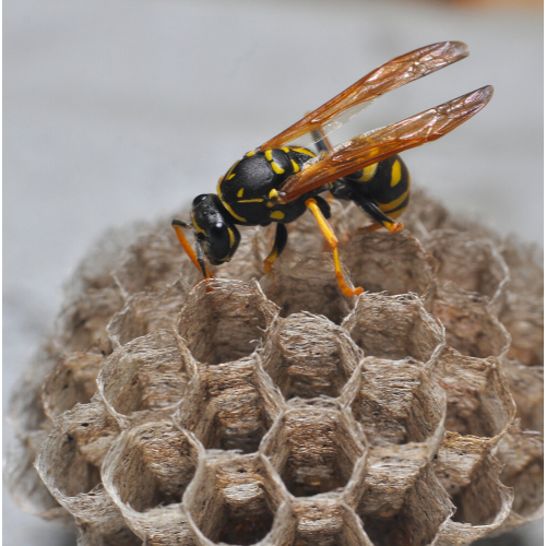 Wasp nest removal Havering