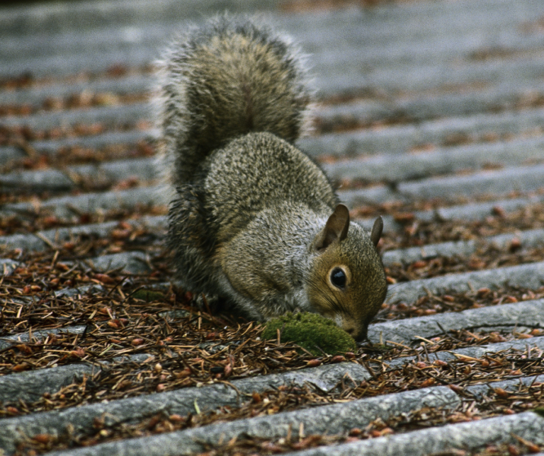 Havering Squirrel Pest management