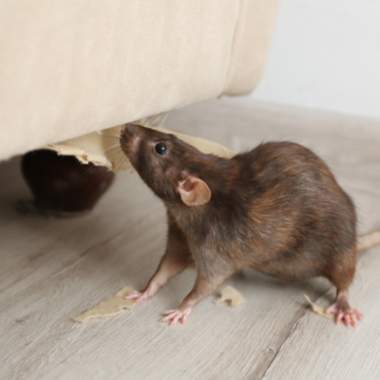 Professional Rat Eradication Islington