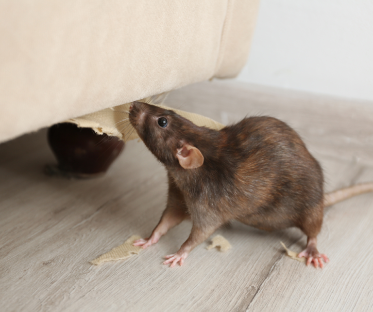 Professional Rat Eradication Islington