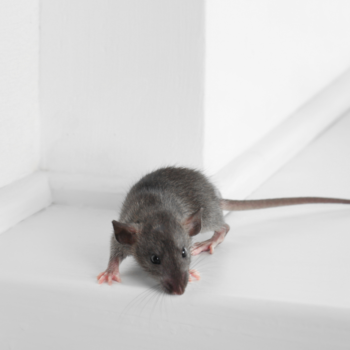 Mice Removal Services in Havering