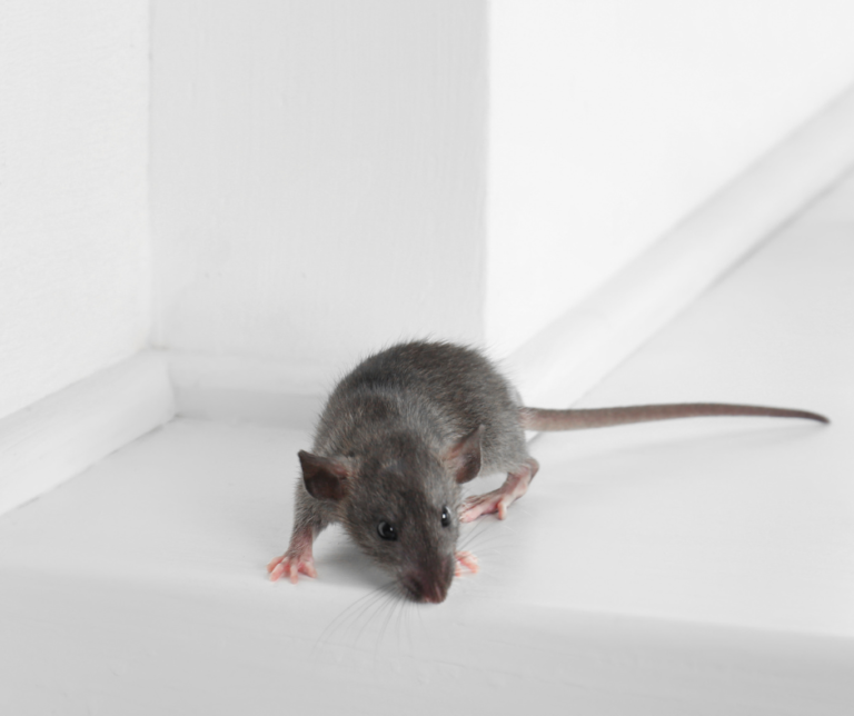 Mice Removal Services in Havering